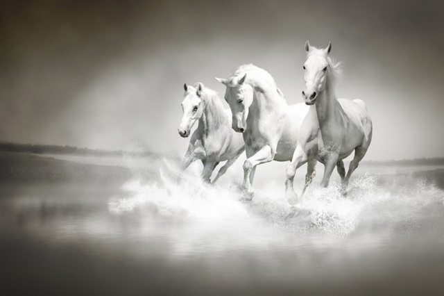 THREE HORSES 80x120 cm