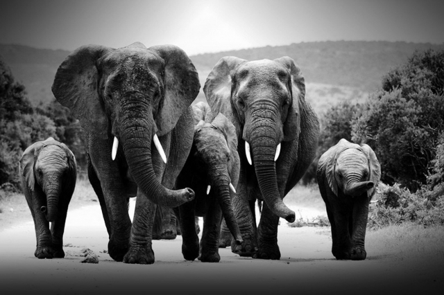 FAMILY OF ELEPHANTS 80x120 cm